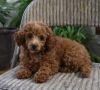 Lovely Toy Poodle pups -READY TO pick up