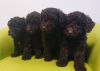 AKc Registered Poodle Puppies