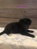 Shepadoodle puppies for sale