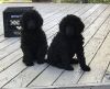 Purebred Standard Poodle puppies