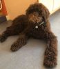 Chocolate Brown Standard Poodle for Re-Homing