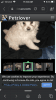 Poodle/Pomeranian