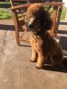 1 yr old house trained red Moyen poodle