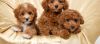 Amazing poodle puppies available now