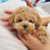 Nice Cute Poodle Puppies for Sale
