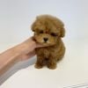 Teacup poodle puppies for sale