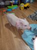 10 week old potbellie pig