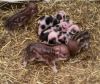 Smallest registered Chinese/juliana micro teacup piglets ready to go!!