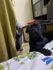 Beautiful Black Pug male friendly dog for adoption