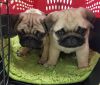 Tea cup pug puppies for sale.