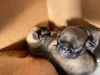 ADORABLE PUGS PUPPIES FOR ADOPTIONS