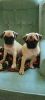PUGS ! Papers \ purebred