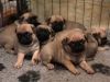 Pugs puppies forever home needed now !!!!
