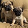 Pug Puppies for pet lovers