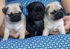 Pug Puppies available for petlovers