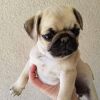 Quality Pug Puppies Available