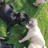 Pug Puppies Needs A New Family