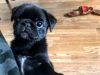 Affectionate Pug Puppies