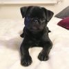 Agreeable Pug Puppies