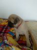 Pug puppy dog for sale