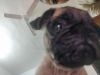 Pug male of 45 days want to sell urgently