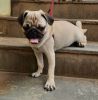 4 months old ,Good bloodline ,excellent, Healthy ,palyful male Pug pup