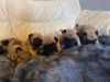 Cute Pug Puppies For sale