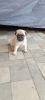 36 days old female pug puppies for sale