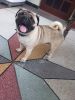 Pure male pug available for breeding
