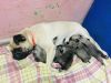 Pug puppies 20days old