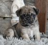 Purebred Male and Female Pug Puppies