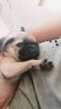 Pug puppy for sale in ajmer , rajasthan