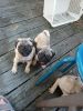 AKC PUGS for sale Vet checked