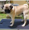 11 Month old trained Pug