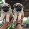 XMAS pug puppies for adoption