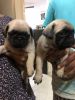 I want to sell my pug puppy