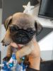Pug 8 weeks, shot and dewormed, good genetic, black and fawn, boys and