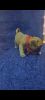 Ready for sale pug puppies