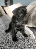 Adorable Black Pug puppy