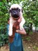 Pug is for sale both male and female is there