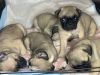 Rehoming baby pugs