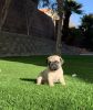 Female pugs ready to go to a new home