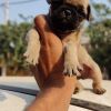 TrustDogSales Pug Puppies For Sell Delhi