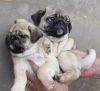Fawn pug puppies ready to go