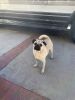 Pug Puppy (German Tall Breed) 9 Months Old