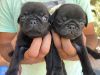 Pug Puppies Black
