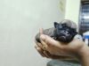 3 male and 2 female KCI certified pug puppies for sale