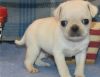 Beautiful Pug puppies available