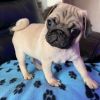 Fawn Pug ready to go to forever homes