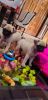 Fully vaccinated cute pugs to sell